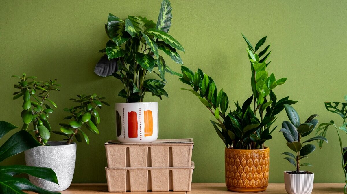 indoor-plants-studio_23-2151022047