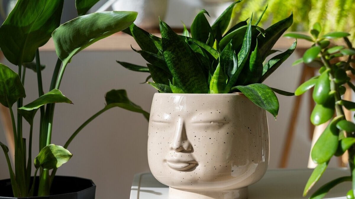indoor-plants-studio_23-2151022067