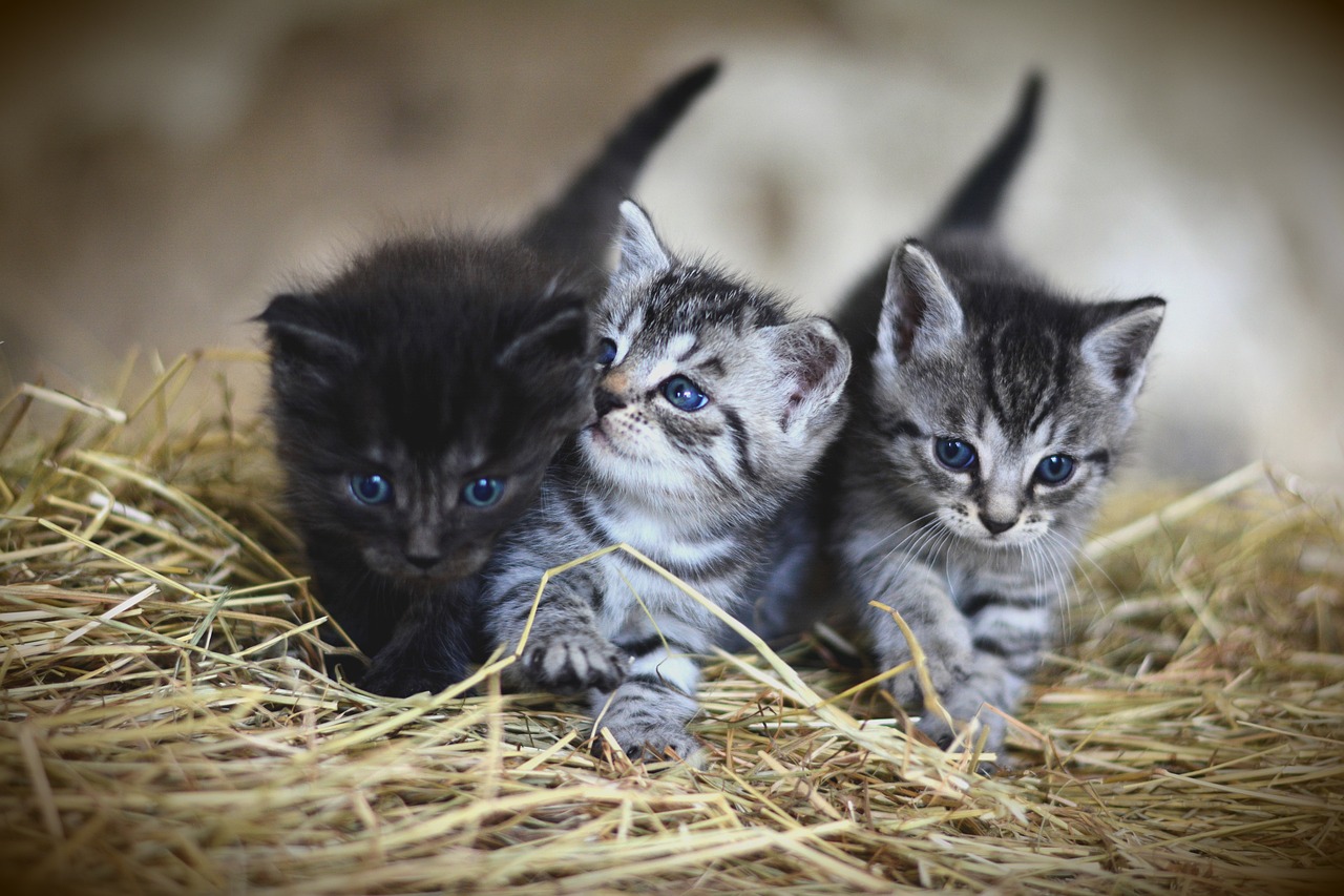 kittens-3535404-1280025633