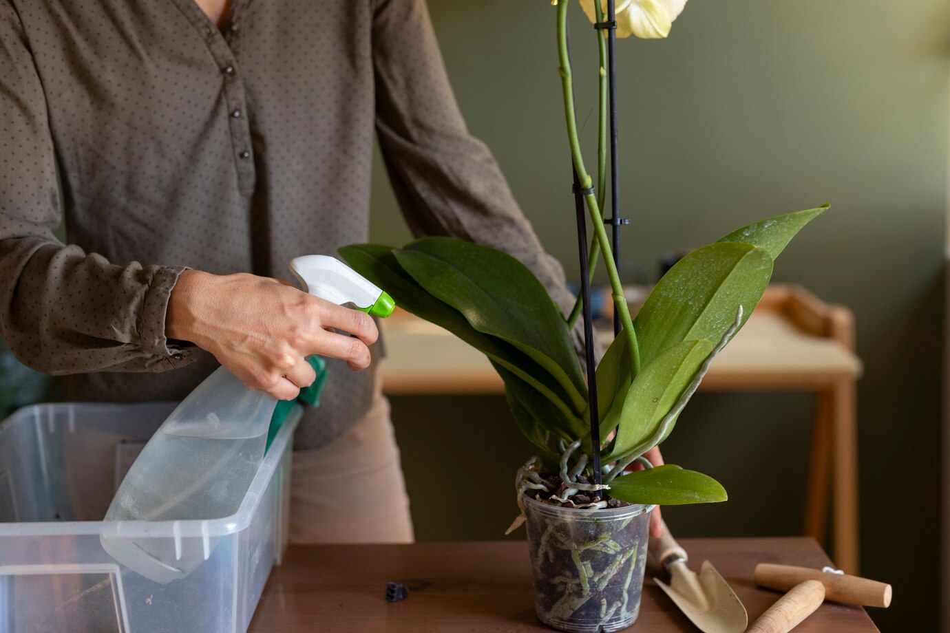 woman-decorating-her-house-with-orchids_23-2150970117