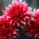 Размножение георгинов черенками: лайфхак для ленивых (и результативный!)