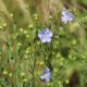 wild-flax-4В Череповце откроется современный завод по переработке льна322342_1280 (1)