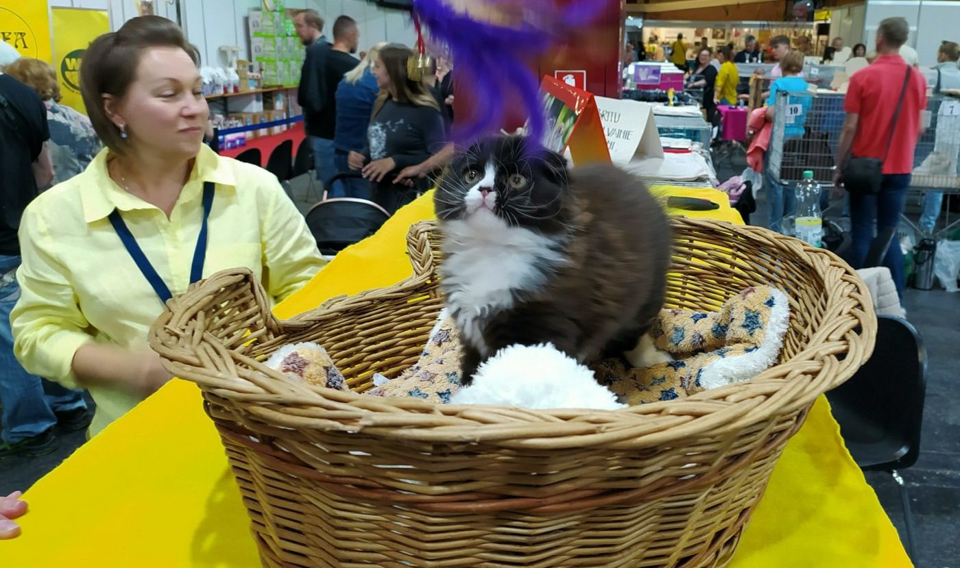 кошка в корзине