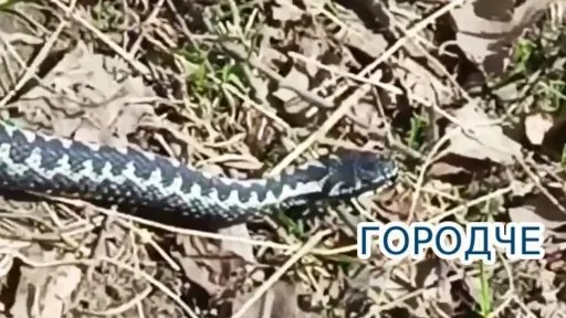 Змея в Вологодской области