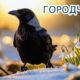 Ворона
