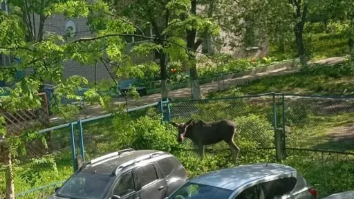 Лось изучал Череповец