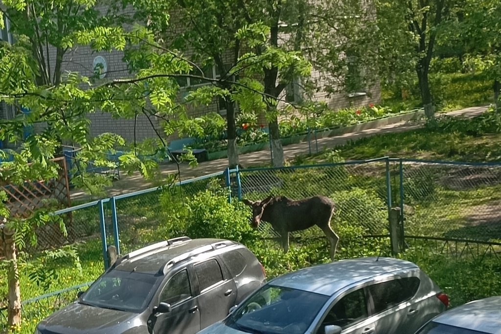 Лось изучал Череповец Лось изучал Череповец