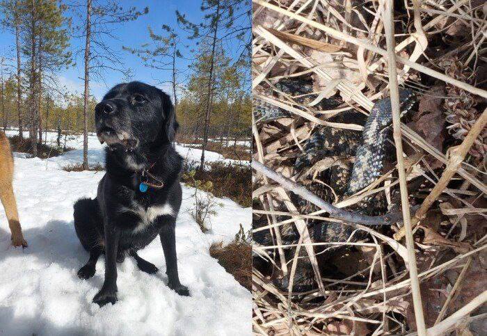 «Покусанная
