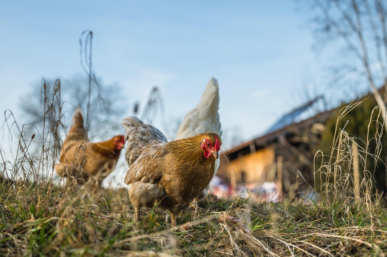 chickens-6078279-1280071056