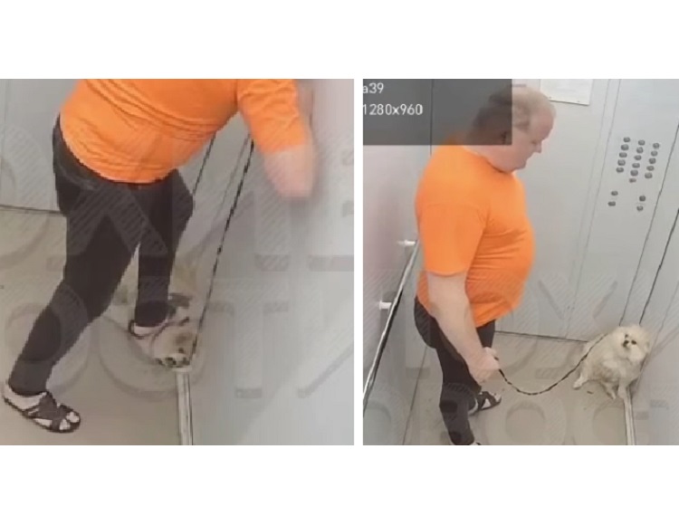Живодер топтался на шпице в лифте Живодер топтался на шпице в лифте