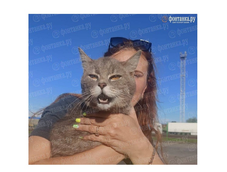 кот-путешественник