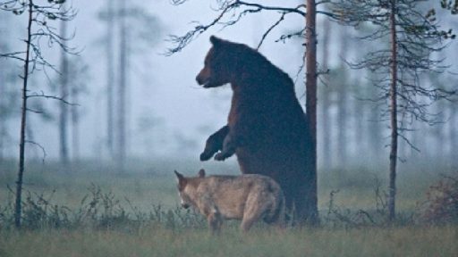 волчица и медведь