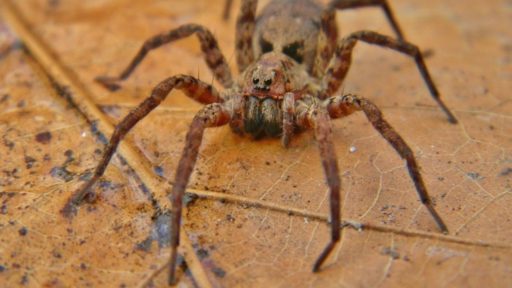 пауки - волки Gladicosa gulosa