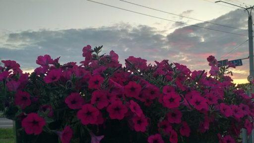 благоустройство к юбилею Череповца