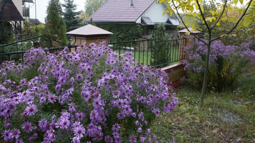 забывают сделать многие дачники
