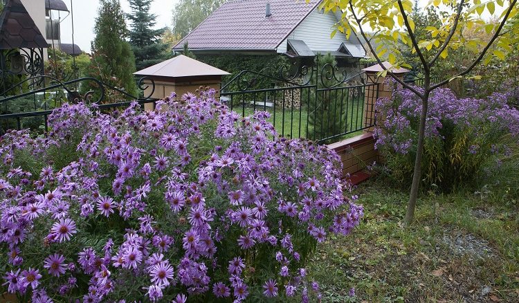 забывают сделать многие дачники