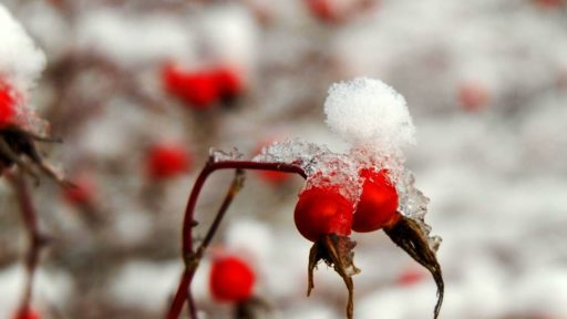 berries-6798806_1280 (1)