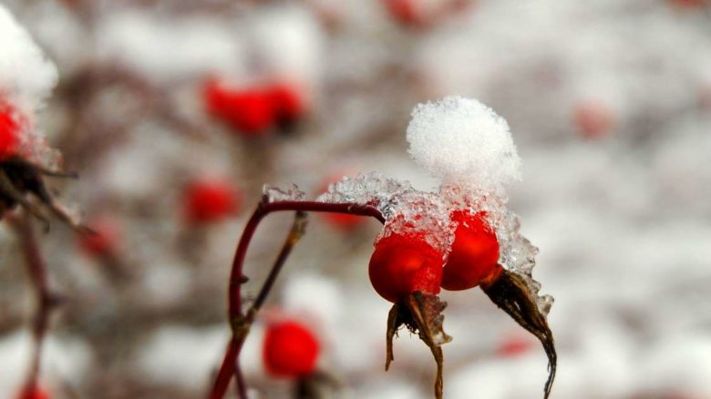 berries-6798806_1280 (1)