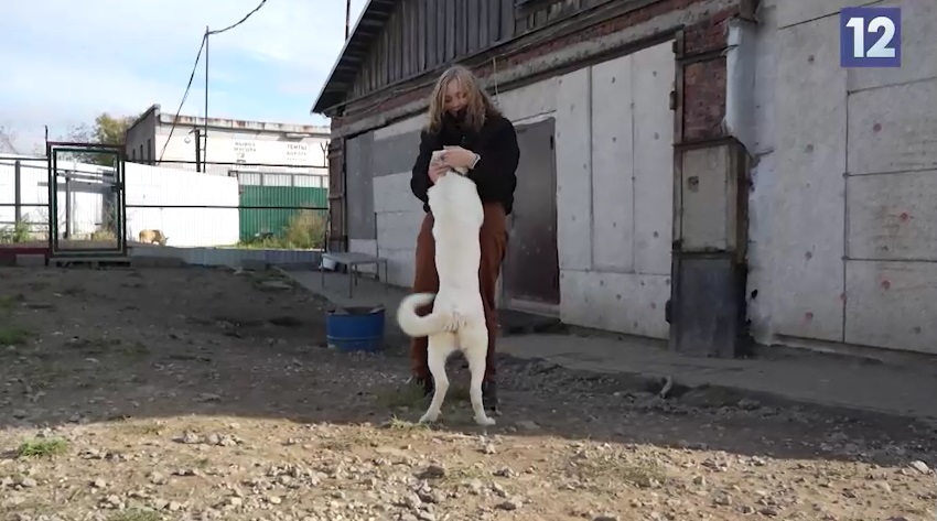 «приют