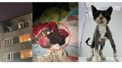 череповецкий кот-феникс