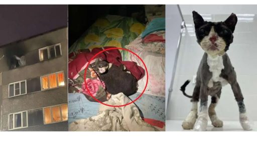 череповецкий кот-феникс