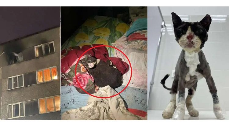 череповецкий кот-феникс