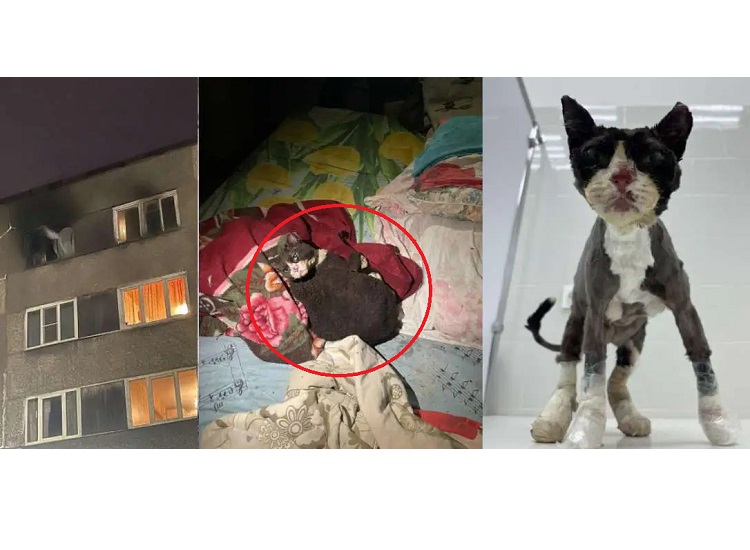 череповецкий кот-феникс