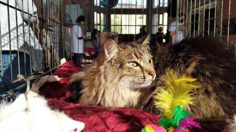 В ТЦ «Июнь» проведут благотворительную акцию в поддержку бездомных животных