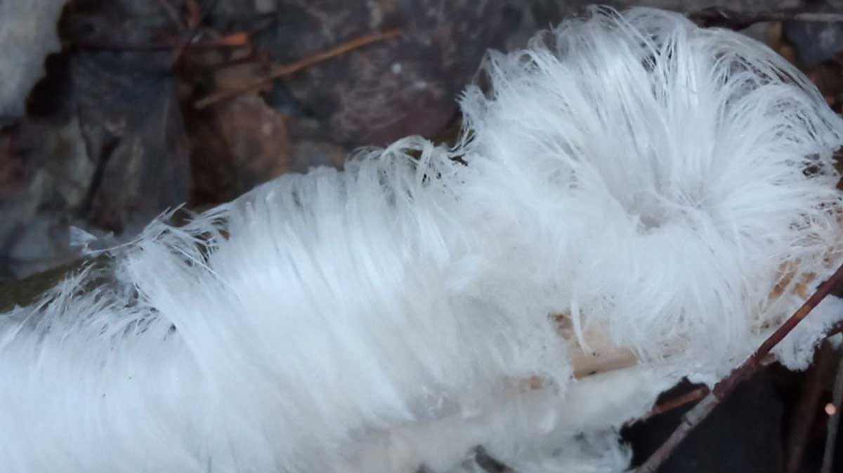 В Череповце жители заметили редкое природное явление — «ледяные волосы»