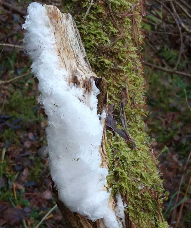 В Череповце жители заметили редкое природное явление — «ледяные волосы»