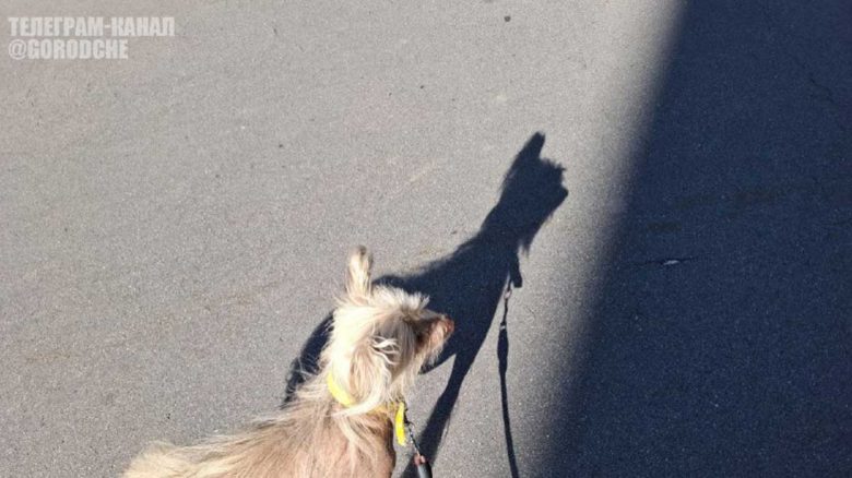 Госдума отложила закон о чипировании домашних животных