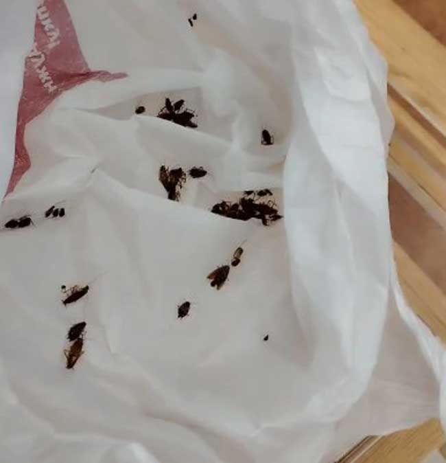 В школе № 13 Череповца зафиксированы жалобы на появление тараканов