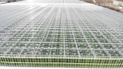 Ритейлер «Лента» займется огурцами