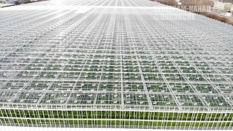 Ритейлер «Лента» займется огурцами