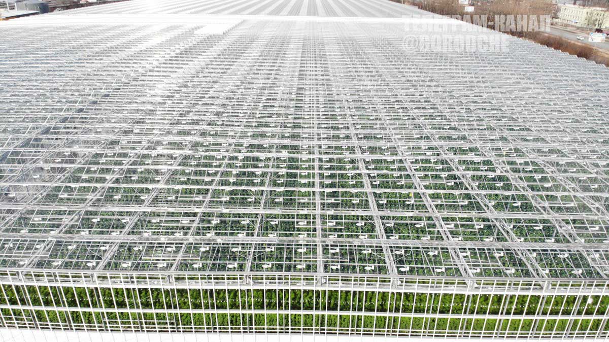 Ритейлер «Лента» займется огурцами