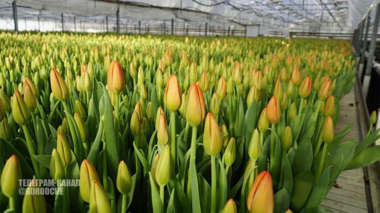 Миллион тюльпанов к 8 Марта