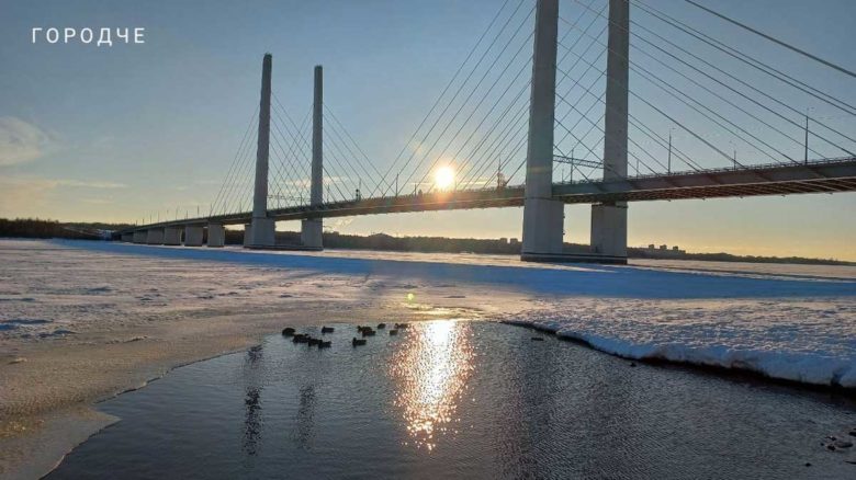 В Череповце пересчитали зимующих уток: в городе осталось более шести сотен птиц