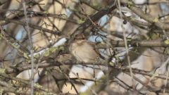 В Череповце зафиксировали сокращение численности воробьёв после вырубки кустарников