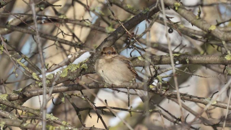 В Череповце зафиксировали сокращение численности воробьёв после вырубки кустарников