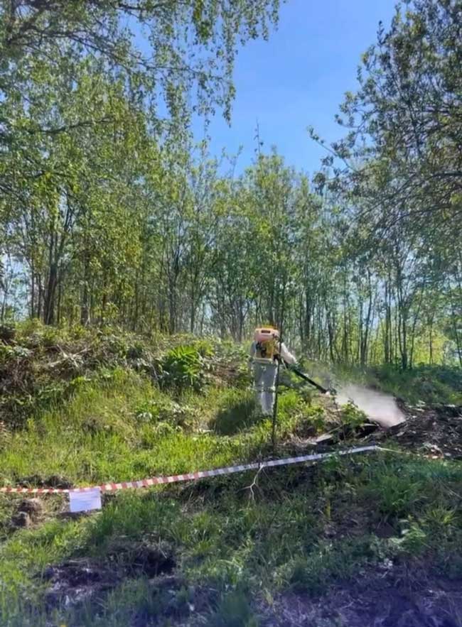 «борщевик»