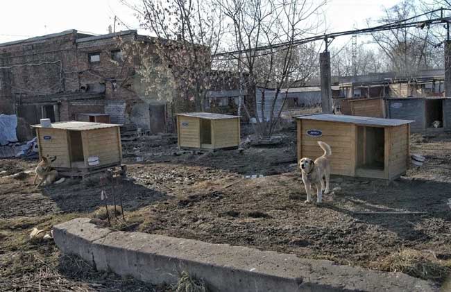 приют-для-животных2