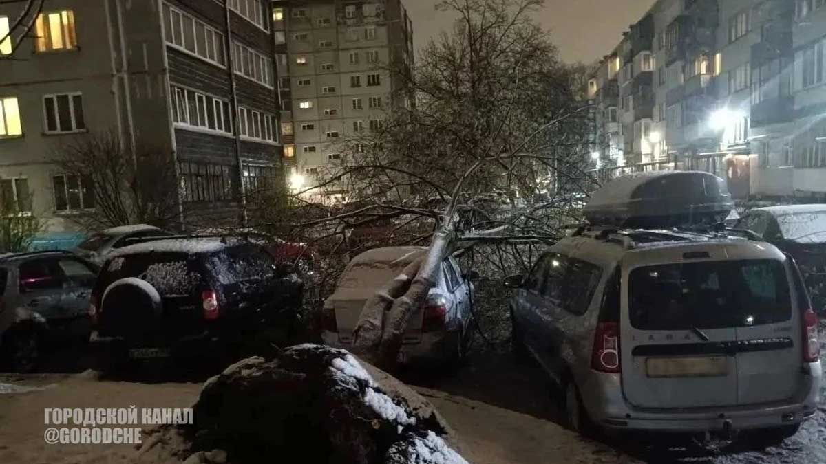 в Череповце обострилась ситуация с аварийными деревьями