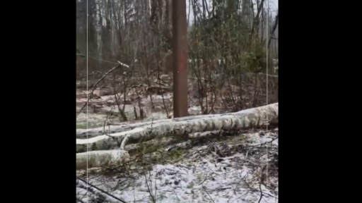 Дерево упало на провода