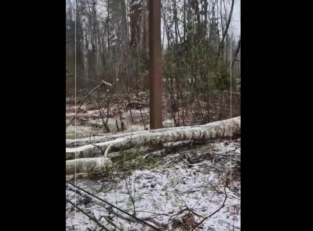 Дерево упало на провода
