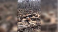 На кладбище в Череповце упавшие деревья повредили могилы