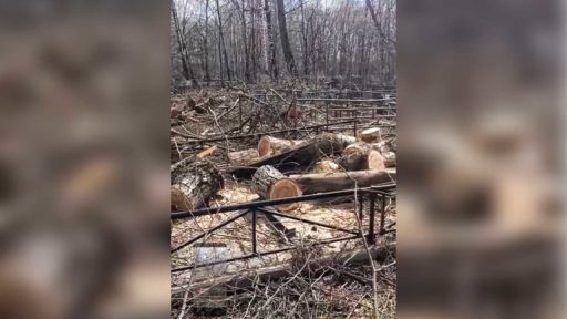На кладбище в Череповце упавшие деревья повредили могилы
