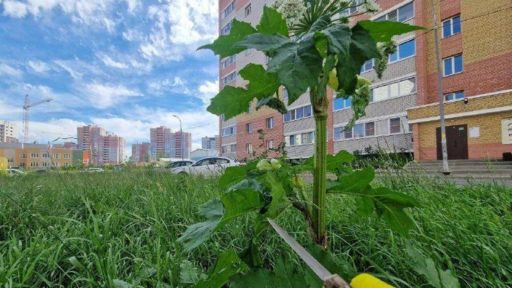 Власти Череповца просят жителей сообщать о зарослях борщевика