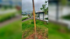 Вандалы повредили клён в «Серпантине»: ущерб оценили в 100 тысяч рублей