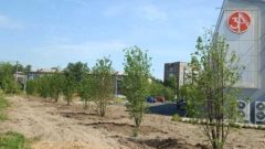 В городских парках и скверах этой весной высадили более двух тысяч растений