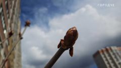 В Череповце ожидаются грозы и сильный ветер